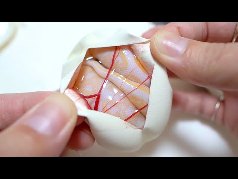 アルビノの蛇の卵を切ってみると