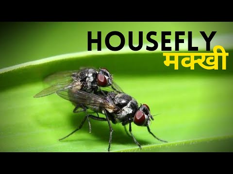 मक्खी प्रजनन प्रक्रिया #PowerStudy #Shorts #HouseFly #Insects #petinsects #gouravjoshi #Animals