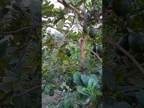 #asham nimmakayalu. 👌