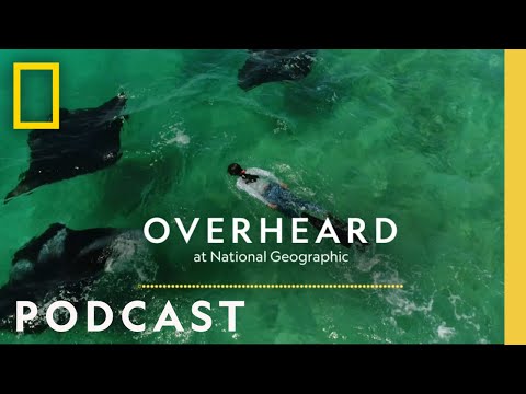 Going Undercover to Save Manta Rays | Podcast | Overheard at National Geographic