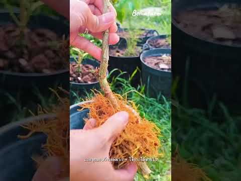 DIY Plastic Bottle Hack to Protect " #GardeningHack #DIYGarden #OrganicGardening