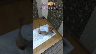 ＜保護犬 トイプードル＞#shorts  #dog #pets
