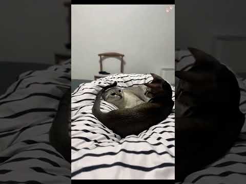 GATO VS RABO 🤣🐱🤣