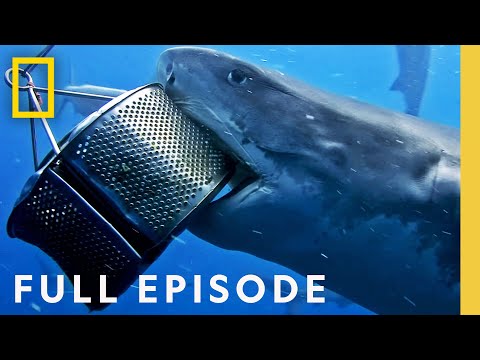 Game of Sharks: Ultimate Face-off (Full Episode) Sharkfest | National Geographic