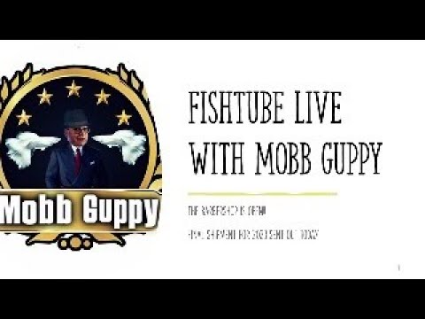 FISHTUBE LIVE_  FINAL FISH SHIPPED FOR 2023...  DE Mobb Guppy’s Fish Demand Views.  Please Subscribe, RING THAT BELL, Comment, Like and Share.  It’