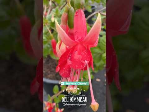 ✨ Fuchsia ‘Chang’ : La couleur rare qui illumine vos massifs en fin de printemps 🌿 #fuchsiaflower
