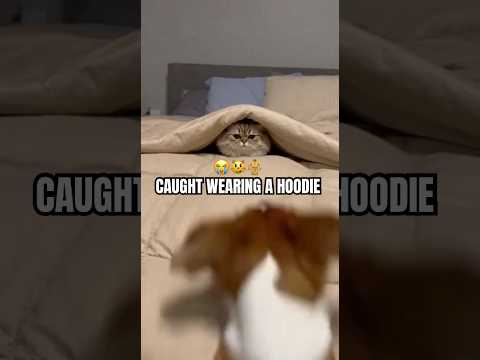 Dog Discovers Cat's Secret Outfit!