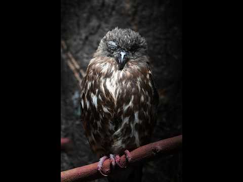 【クラロワ】世界ランカー目指してマルチ