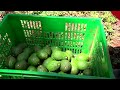 Kenyan farmers turn to avocados as demand soars