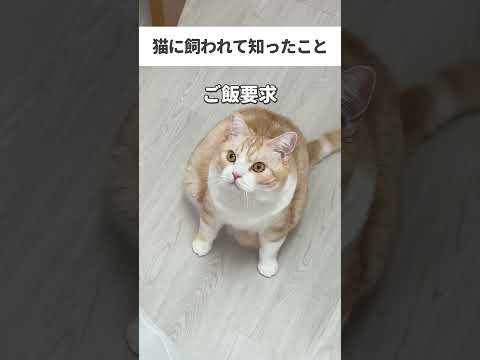 猫に飼われてます #あるある #猫 #ブリティッシュショートヘア #スコティッシュフォールド #猫のいる暮らし