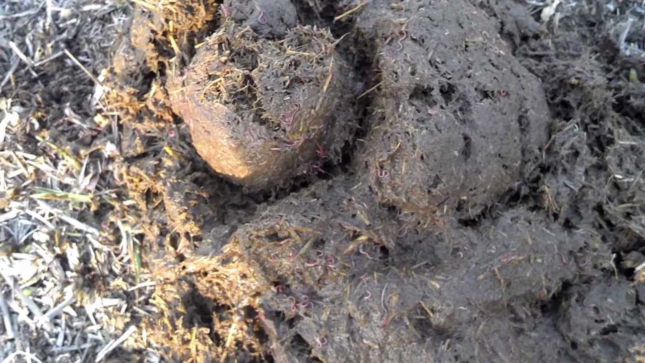 horse-worms-part-1-youtube