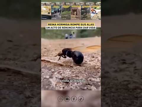 Hormiga Reina y Un gran Sacrificio para Dar Vida 🥹
