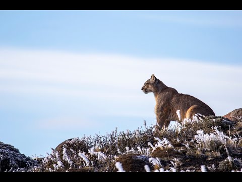 Pumas: Legends of the Ice Mountains'
