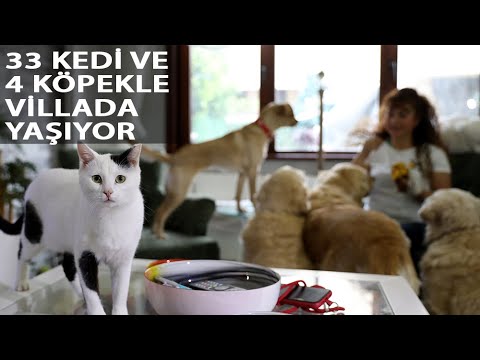 Villasında 33 Kedi ve 4 Köpeğe Bakıyor