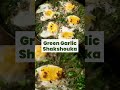#WinterkaTadka Shakshuka: Herby, aromatic breakfast with fresh green garlic. Eggcelent! 🍳🧄  - 00:40 min - News - Video