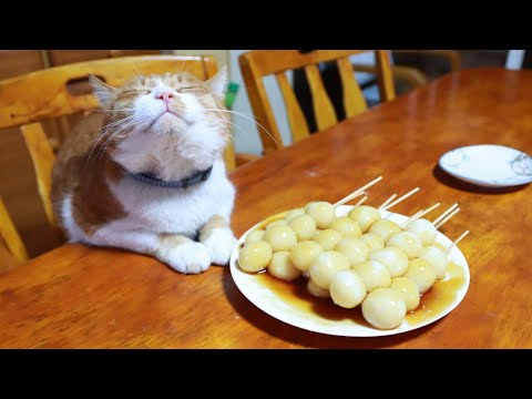 猫の動画サムネイル - ちろぽんもふもふと串団子作り　250717