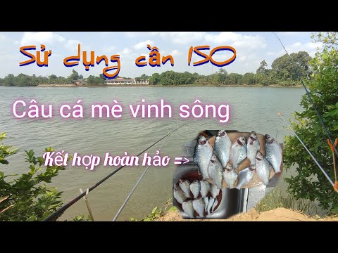 Câu cá mè vinh, mè dãnh quá dễ với cần iso.