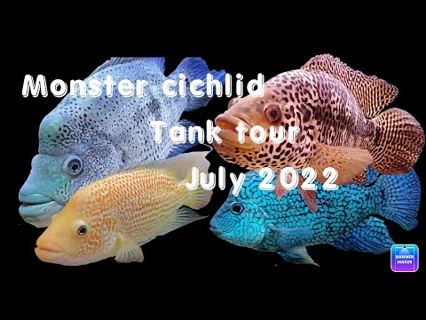 Fishroon tour July 2022 part 1.  Monster American  Fish tank tour, American cichlids part 1.