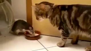 好大的膽子-老鼠與貓爭食
