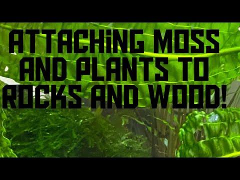 Attaching Moss And plants To Driftwood And Rocks # Attaching Moss And plants To Driftwood And Rocks #fishtank #aquascape #aquatic plants

In this video