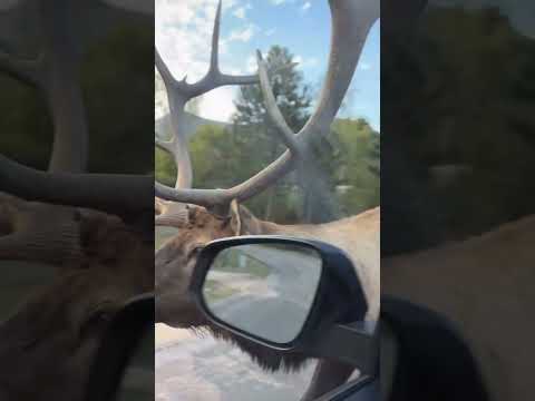 Better roll your windows up #elk