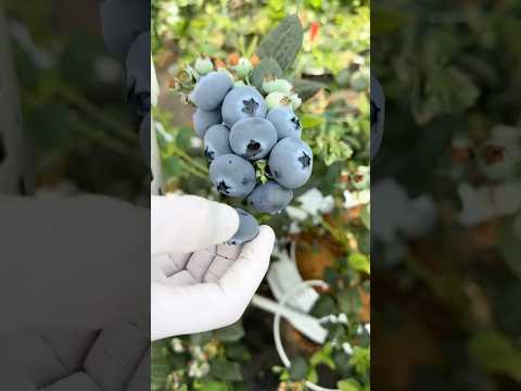Harvest fruit #garden #farming #harvest #vegetables #fruit #hachigarden