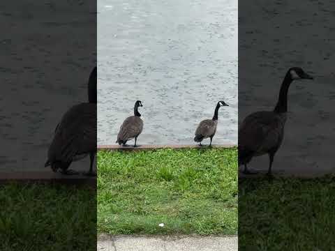 Geese #geese #lake #fyp #fyp #viral