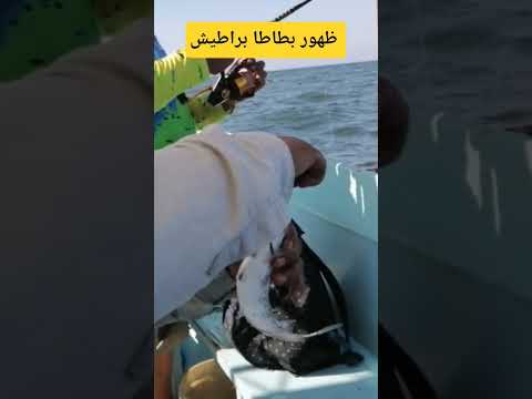 صيد بطاطا من الأعماق بالجمبري العقر