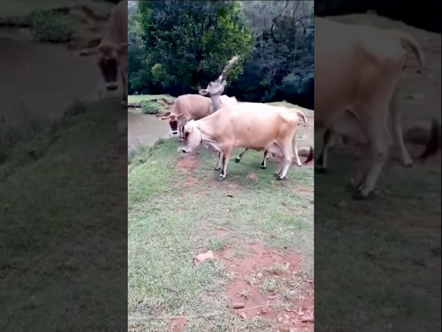 Doença da vaca louca ameaça lagarto #vidanocampo #pecuaria #agro #brasil #rural