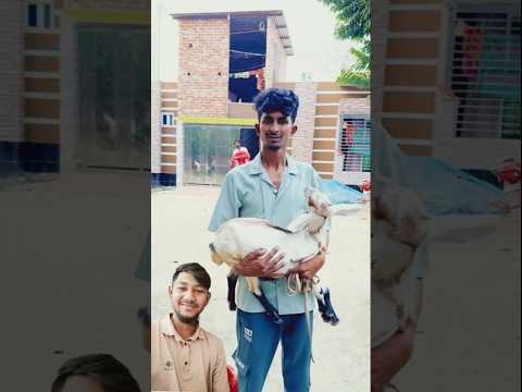 চোরের শশুর বাড়ি #funny