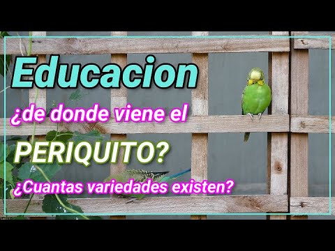 Ciencias  Naturales: El PERIQUITO O PERICO