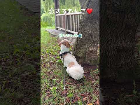木のかげからそーっと見つめる恋するワンコ　＃シーズー #犬のいる生活 #癒し  #福来ちゃんねる