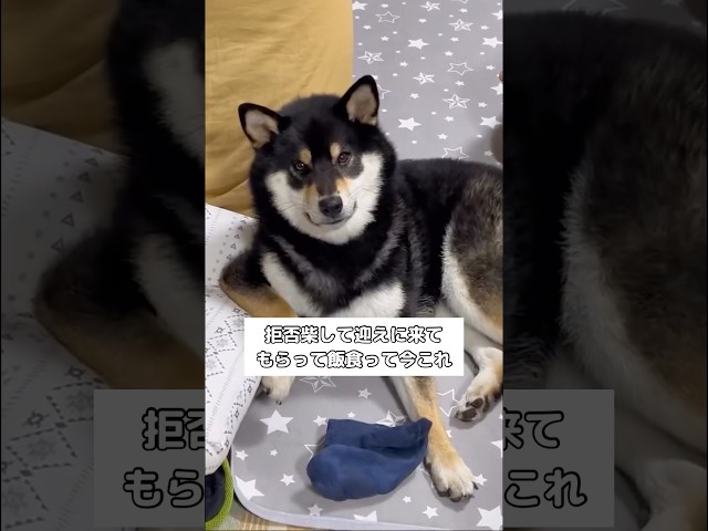 日によって人を選んで拒否柴するイッヌ #柴犬 #黒柴 #柴犬のいる暮らし #shorts