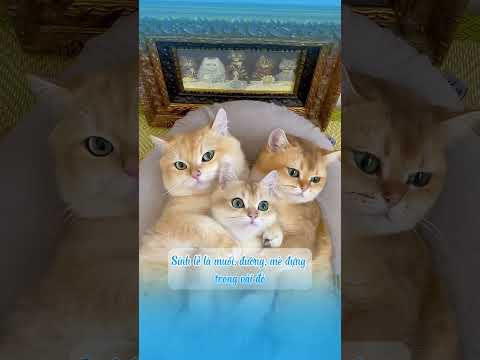 Phong tục cưới mèo của người ưa – bí mật #shots  #cat #mèo