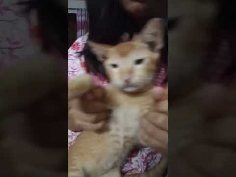 cute knitting meowing #shorts #dailyvlog #meowing #song