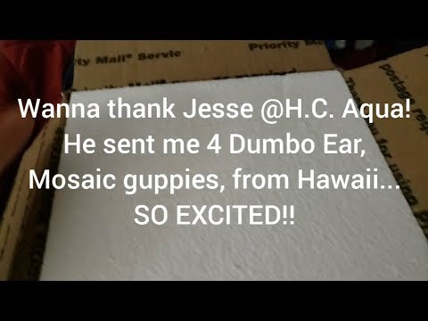 UNBOXING - H.C. Aqua Guppies Made it Through the C I got stunning fish. Hawaiian bred, Dumbo (elephant ear) Mosaic guppies with gorgeous tails and fins