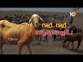 LIVE : Sheep Scam in Telangana | ప్రజాధనాన్ని అడ్డంగా దోచేశారు-కాగ్ నివేదిక | 10TV News  - 00:00 min - News - Video