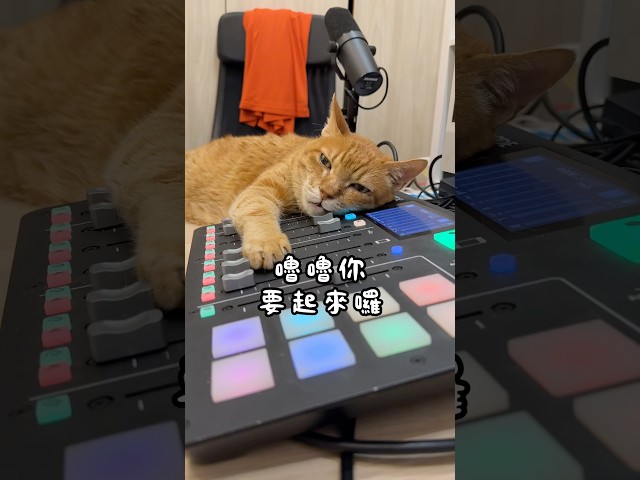 肉球慢慢滑落⋯