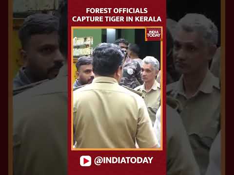 Kerala Forest Officials Capture Tiger | #shorts #forestdepartment #tiger