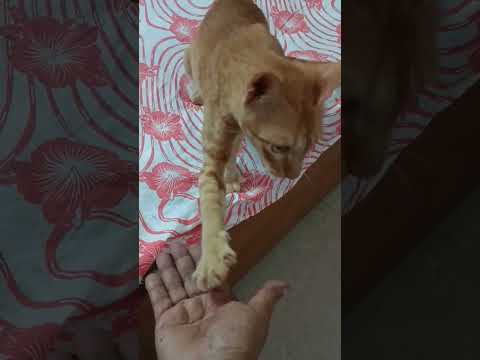Ginger Cat seeks Shake hand|#catshorts #catlovers Subscribe@Village_lifestyle415 #viralshorts