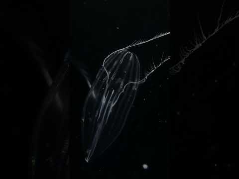 猫の動画サムネイル - 2025年4月16日
