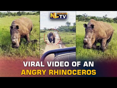 Viral Video Captures Rhino Chasing Safari Vehicle in Kruger National Park