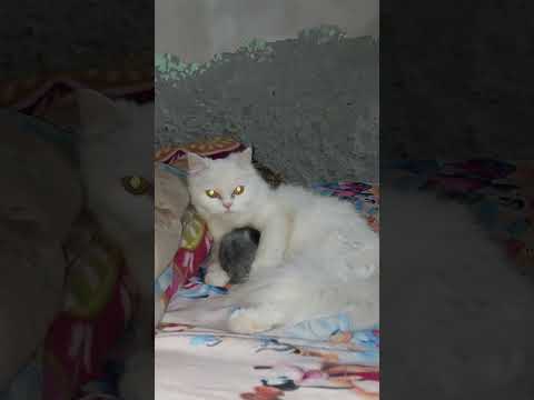 #manali #travel #cat