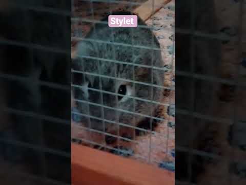 abonnez-vous où serez les Bosse