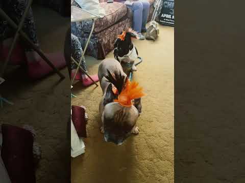 Worth it for a smile 🙌🏼 #shorts #frenchbulldog