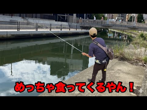 都会を流れるこんなドブ川でバスが釣れるらしいので真剣に狙ってみたらめっちゃ楽しめた