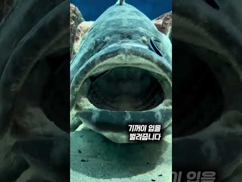 바닷속에서 입을 벌리면 생기는 일