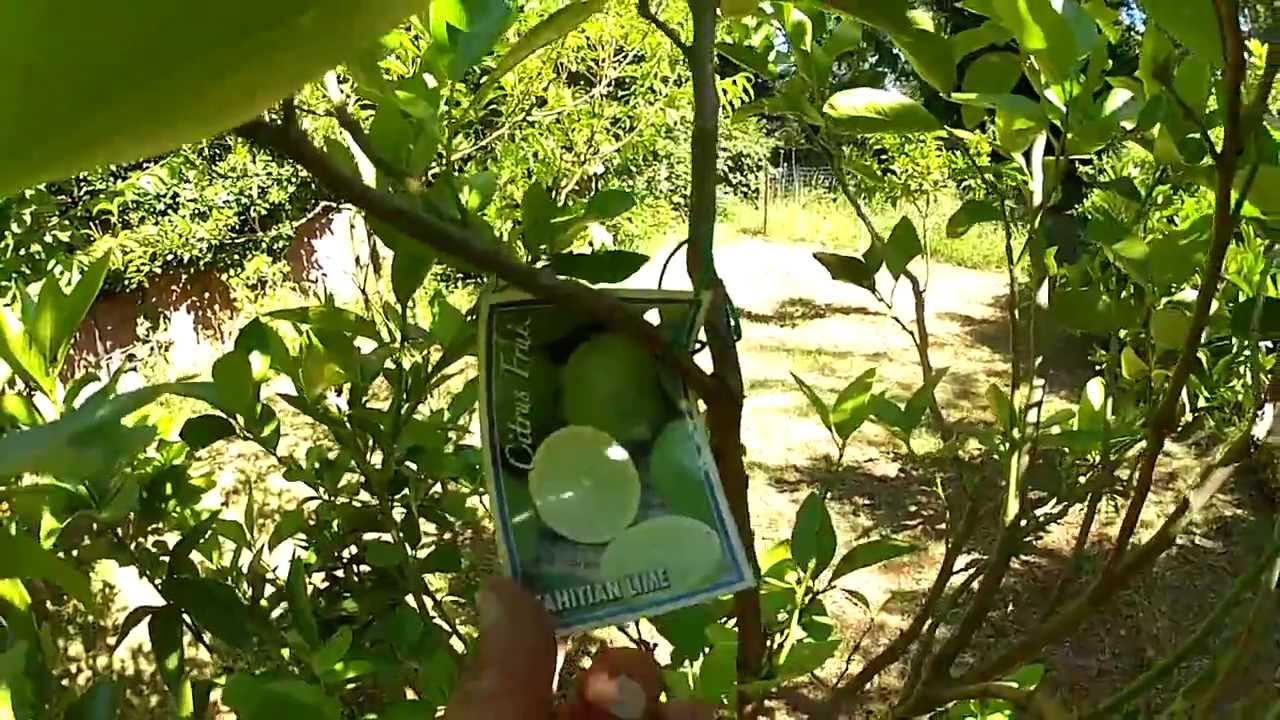 Backyard Fruit Trees, Mums Place - YouTube