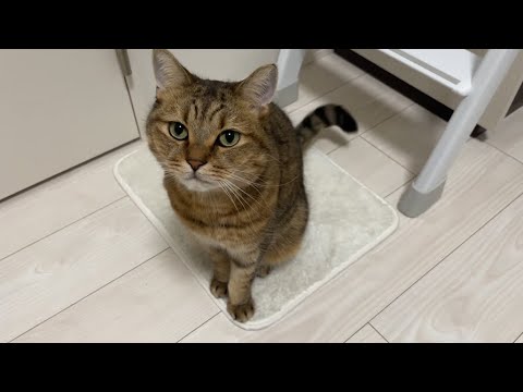 ついに我を失ってしまった丸顔ねこ