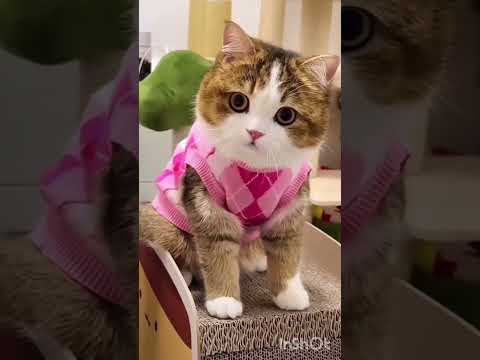 WASPADAI 6 HAL INI JIKA MEMELIHARA KUCING